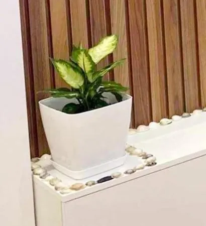 Syri Kalter * 格勒姆